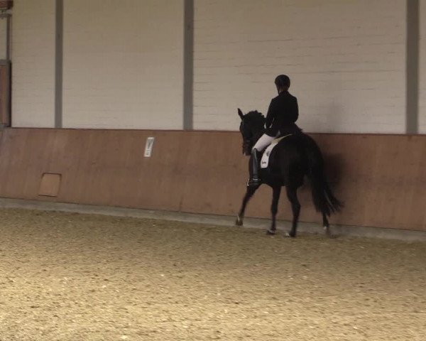 Reitturnier Gut Hohenkamp / Dorsten 2015