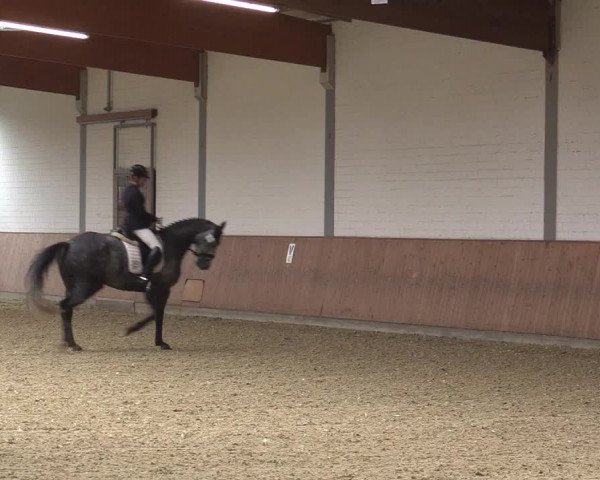 Reitturnier Gut Hohenkamp / Dorsten 2015