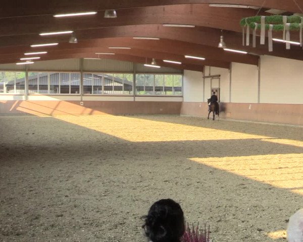 Reitturnier Gut Hohenkamp / Dorsten 2015