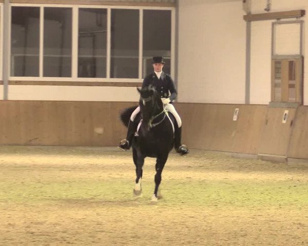 Reitturnier Gut Hohenkamp / Dorsten 2015