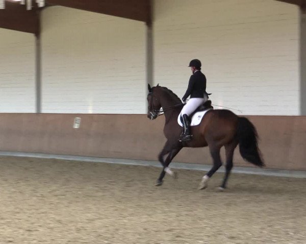 Reitturnier Gut Hohenkamp / Dorsten 2015