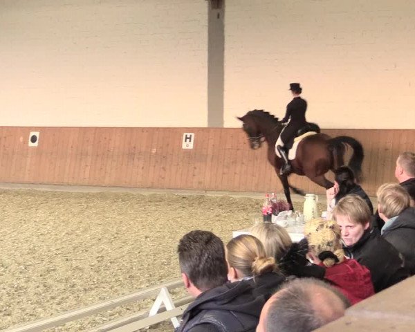 Reitturnier Gut Hohenkamp / Dorsten 2015