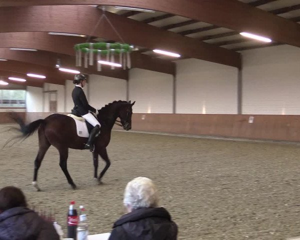 Reitturnier Gut Hohenkamp / Dorsten 2015
