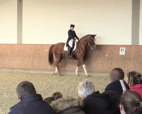 Reitturnier Gut Hohenkamp / Dorsten 2015