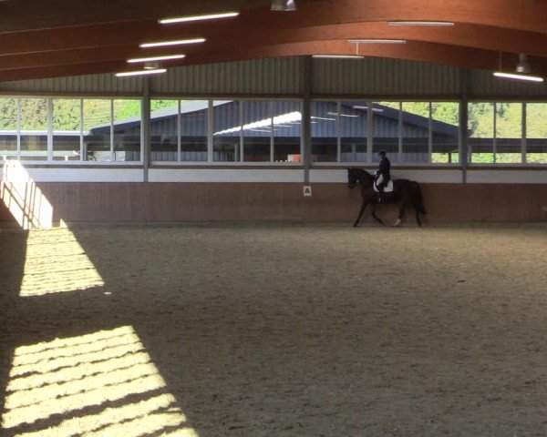 Reitturnier Gut Hohenkamp / Dorsten 2015