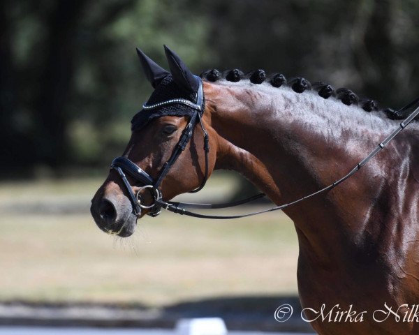 dressage horse Quel Rubin (German Sport Horse, 2014, from Quadrofino)