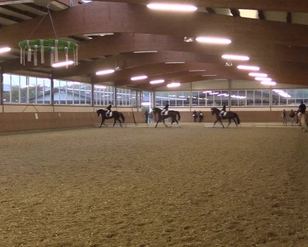 Reitturnier Gut Hohenkamp / Dorsten 2015