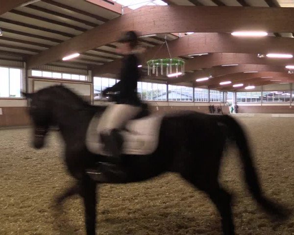 Reitturnier Gut Hohenkamp / Dorsten 2015