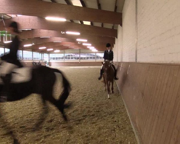 Reitturnier Gut Hohenkamp / Dorsten 2015