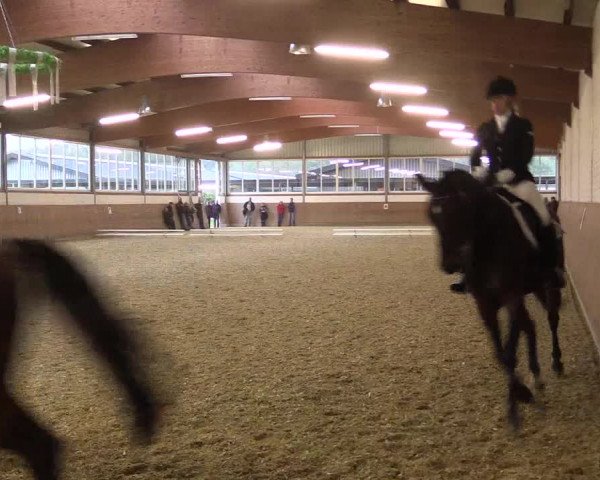 Reitturnier Gut Hohenkamp / Dorsten 2015