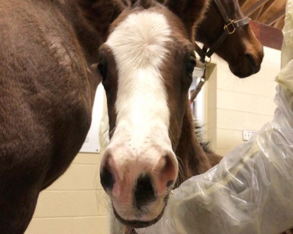horse Stute von Gun Runner xx (Thoroughbred, 2020, from Gun Runner xx)