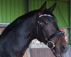 dressage horse Quanticus First (Rhinelander, 2012, from Quanticus)
