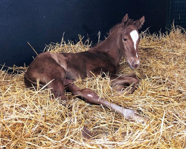 horse Fohlen von Justify xx (Thoroughbred, 2020, from Justify xx)