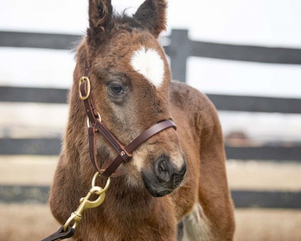 Pferd Hengst von Medaglia d´Oro xx (Englisches Vollblut, 2020, von Medaglia d'Oro xx)