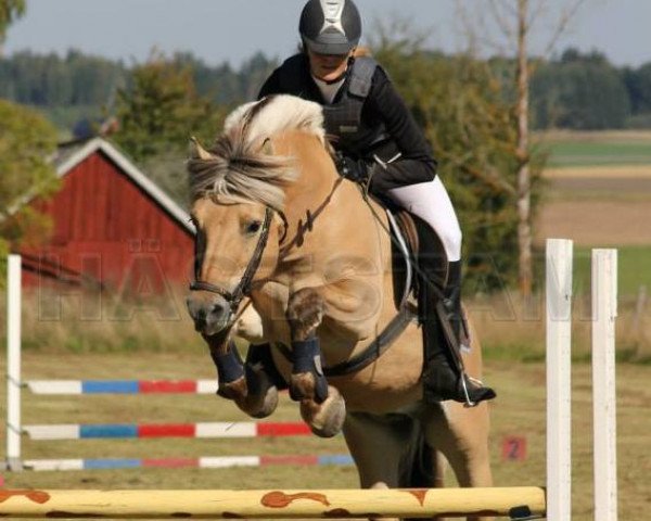 stallion Furubäcks Io (Fjord Horse, 1998, from Botvid 196 SWE) stallion Furubäcks Io (Fjord Horse, 1998, from Botvid 196 SWE)