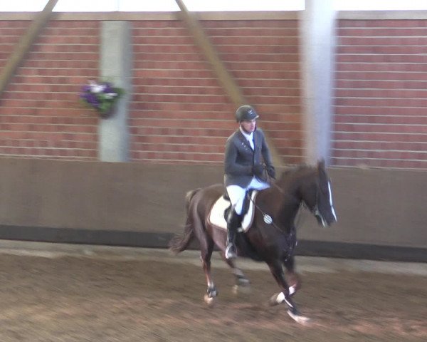 Reitturnier Hüllhorst 2015