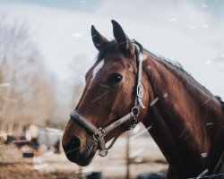 broodmare Lale 11 (Bavarian, 2006, from Luberon)