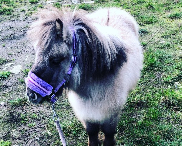 horse Lotje v.d. Meilanden (Shetland pony (under 87 cm), 2017, from Yannick van de 7-Ster) horse Lotje v.d. Meilanden (Shetland pony (under 87 cm), 2017, from Yannick van de 7-Ster)