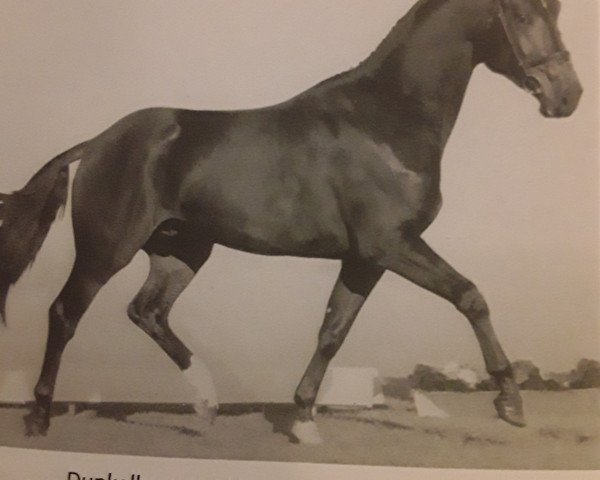 stallion Flaviotore D (Oldenburg, 2003, from Flemmingh)