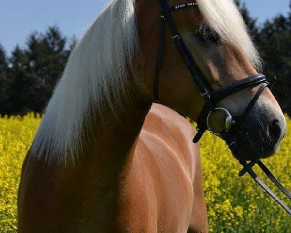 horse Sazou (Haflinger, 2009)
