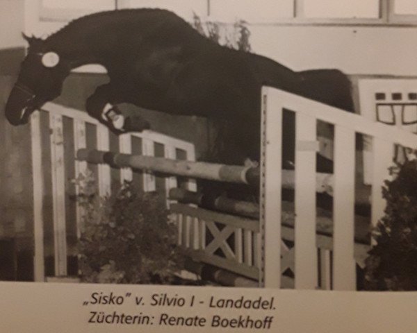 Pferd Sisko 6 (Oldenburger, 1996, von Silvio I)