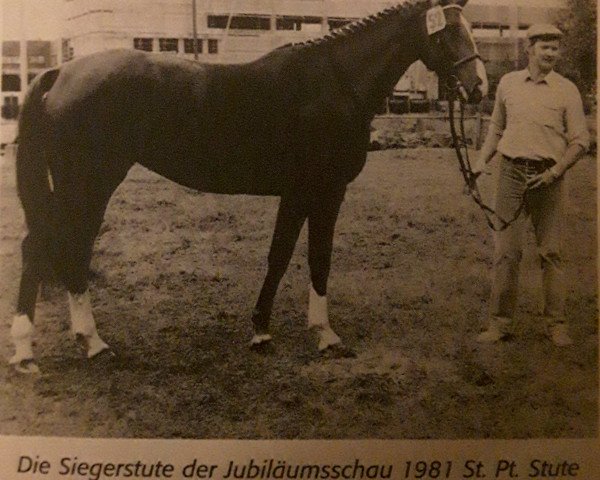 broodmare Noraliese (Hanoverian, 1978, from Novum xx)