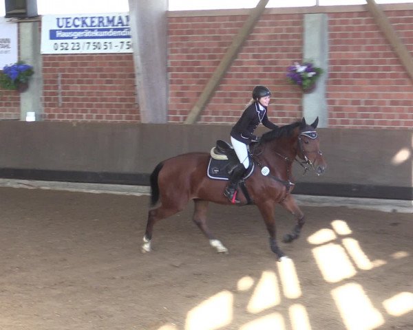 Reitturnier Hüllhorst 2015