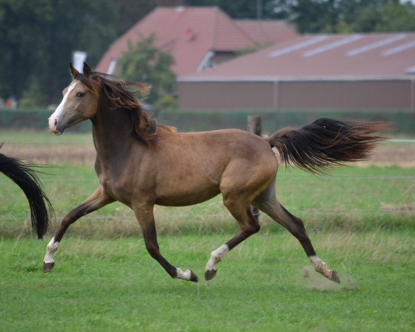 broodmare Rheingold's Renesmee (German Riding Pony, 2017, from Rheingold)