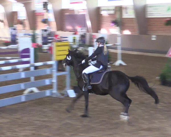 Reitturnier Hüllhorst 2015