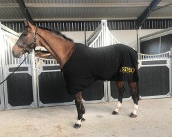 jumper Quatar Z (Zangersheide riding horse, 2010, from Quidam de Revel)