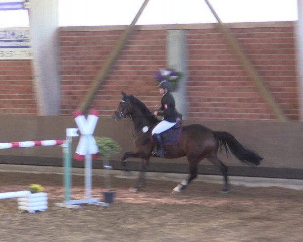 Reitturnier Hüllhorst 2015