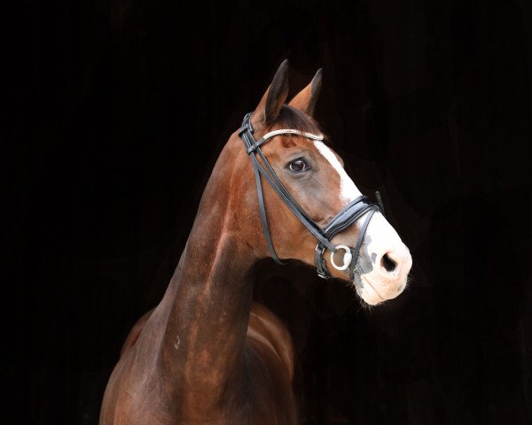 jumper Limbo's Dancer (Hanoverian, 2000, from Landsieger I) jumper Limbo's Dancer (Hanoverian, 2000, from Landsieger I)