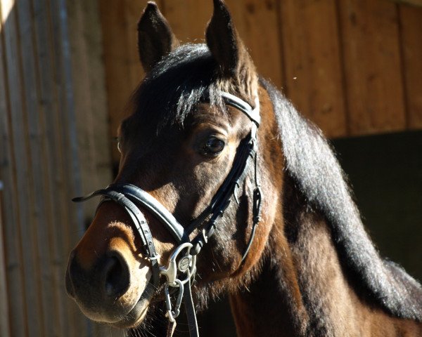 horse Santiero (Hanoverian, 2008, from Stakkato)