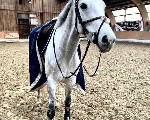jumper Amy (Polish Warmblood, 2013, from Falbrus)