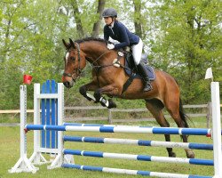 eventing horse Calimero 717 (German Sport Horse, 2007, from Caletto III)