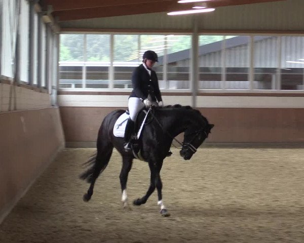 Reitturnier Gut Hohenkamp / Dorsten 2015