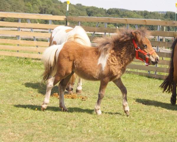 broodmare Smyrna (Shetland pony (under 87 cm), 2017, from Ultra Fox)