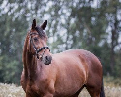 broodmare Ferstlhof's Doraja (Bavarian, 2007, from Nintender)