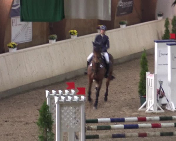 Reitturnier Hövelhof 2015