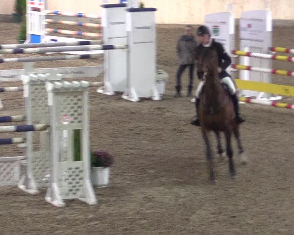 Reitturnier Hövelhof 2015
