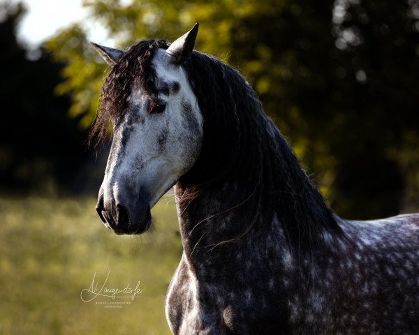 Dressurpferd Sereno LII (Pura Raza Espanola (PRE), 2012, von Sensual II)