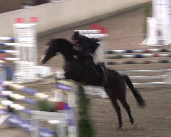 Reitturnier Hövelhof 2015