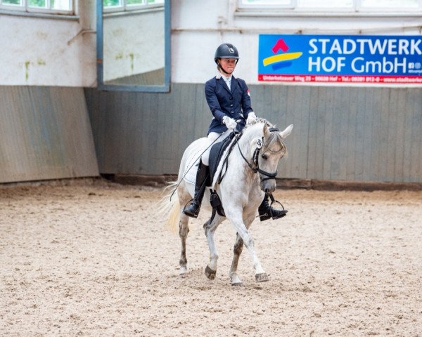 broodmare Cinderellas Diamond (German Riding Pony, 2011, from Dream of Lord)