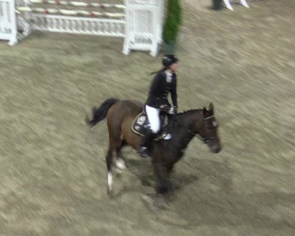 Reitturnier Hövelhof 2015