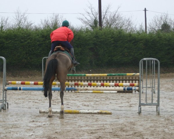 Pferd Jaffa de Cresnays (Selle Français, 1997, von Tu Viens Dorval)