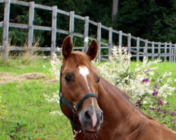 stallion Sir Holtrup (Oldenburg, 1994, from Silvio I)