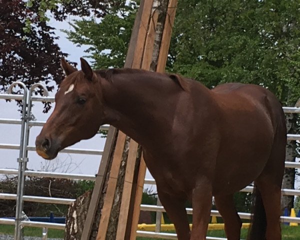 Dressurpferd Secret Service 9 (Bayer, 2010, von Sir Holtrup)