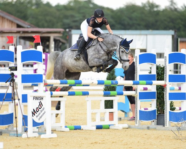 jumper Landfee 64 (German Sport Horse, 2014, from Queens King)