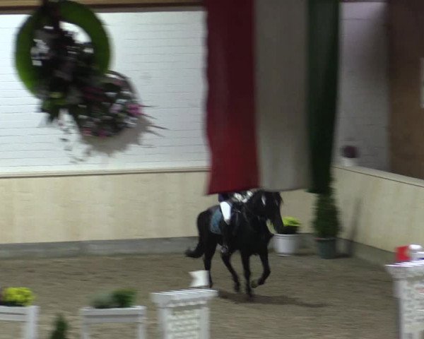 Reitturnier Hövelhof 2015