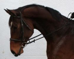 Springpferd Cool Power (Hannoveraner, 2013, von Cassillias)